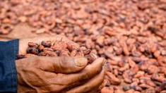 cocoa beans cocoa husk cocoa liqour cocoa cake